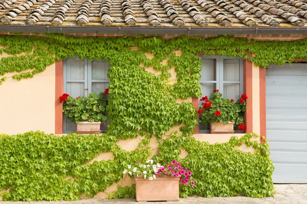 Färgglada blommor i Val di Chiana — Stockfoto