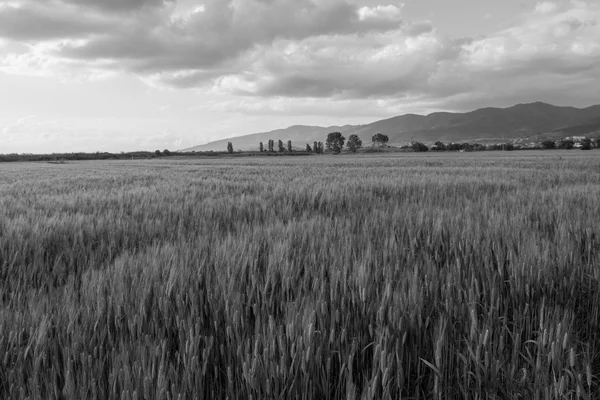 The grain in the Val di Chiana — Stock Photo, Image