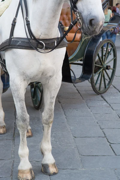 Bacak ve beyaz at burun — Stok fotoğraf