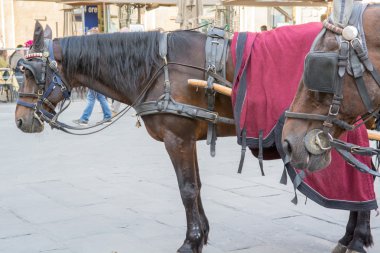 Horses in Piazza della Signoria in Florence