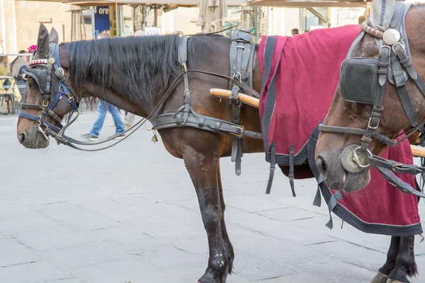 Horses in Piazza della Signoria in Florence — Stock Photo, Image
