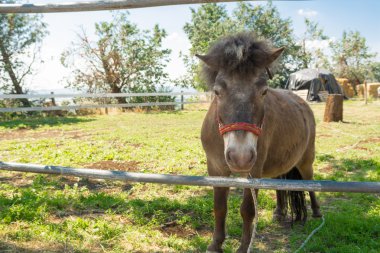 The horse pony in the paddock 
