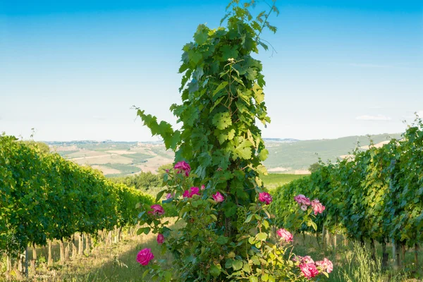 The vineyards of Montalcino, wine, Siena, Tuscany — Stock Fotó