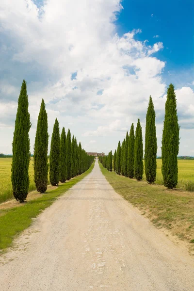 Selvi, Tuscany cadde — Stok fotoğraf