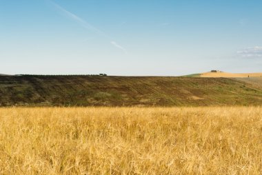 Montalcino, Siena, Toskana tepelerinde renklerin çeşitli