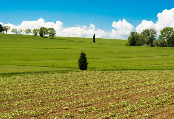 Malowniczej, zielonej okolicy w miejscowości Cortona, Toskania — Zdjęcie stockowe
