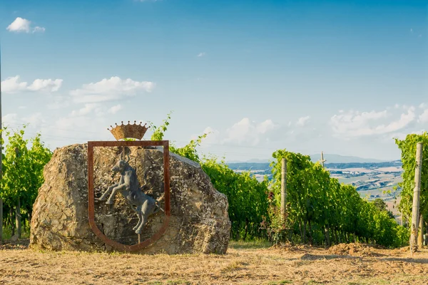 A szőlő, Montalcino — Stock Fotó