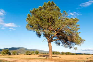 Geniş kırsal Cortona için yalnız ağaç