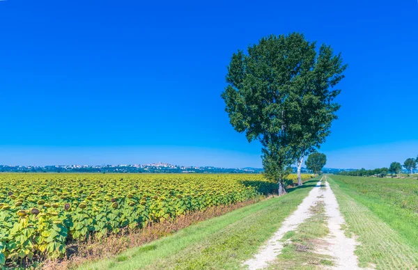 Cortona, Toskana bölgesindeki yeşil kırsal — Stok fotoğraf