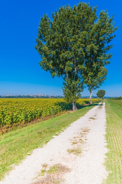 Cortona, Toskana bölgesindeki yeşil kırsal — Stok fotoğraf