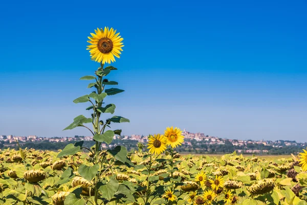 Die grüne landschaft in cortona, toskana — Stockfoto