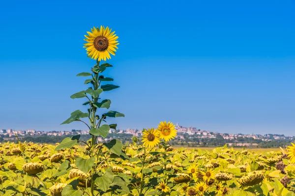 Die grüne landschaft in cortona, toskana — Stockfoto