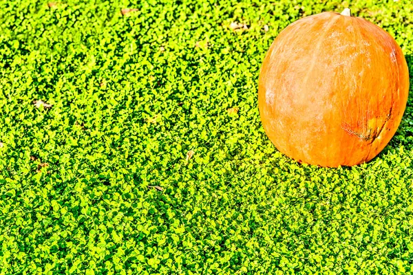 Pumpkin on the green grass — Stock Photo, Image