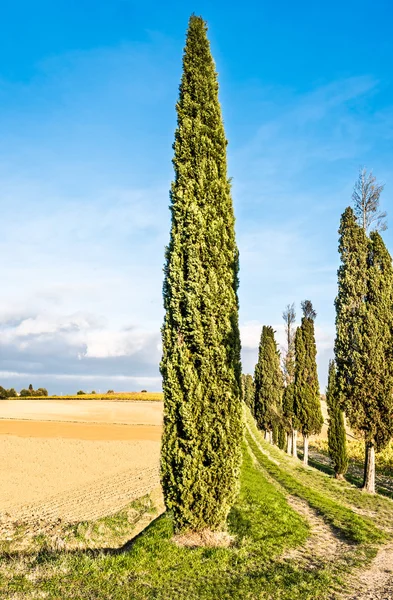 Campo de Lucignano em Tus — Fotografia de Stock