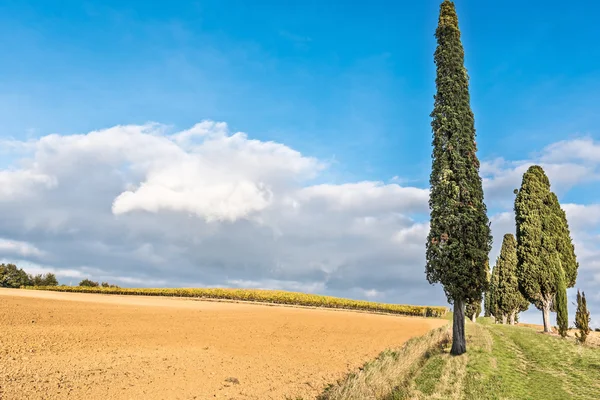 Landsbygden i Lucignano — Stockfoto