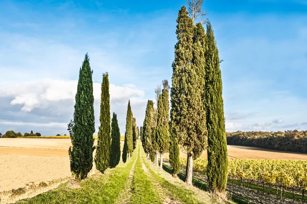 Landsbygden i Lucignano i Toscana — Stockfoto