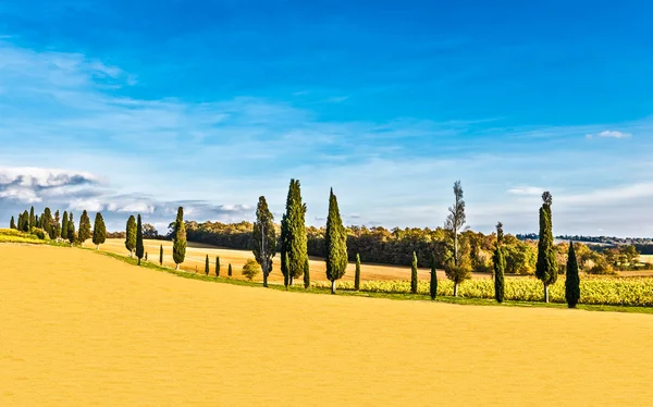 Countryside of Lucignano in Tuscany — Stock Photo, Image