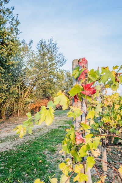 Vines in autumn in the countryside — Stock Photo, Image