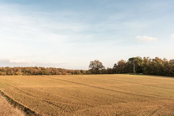 La campagne de Lucignano — Photo