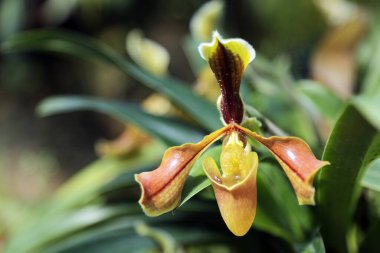 Güzel 0rchid çiçeği vahşi orman