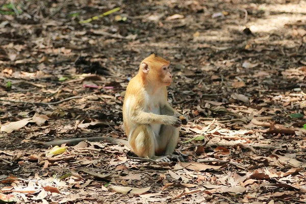 Kleiner Süßer Affe Thailand — Stockfoto