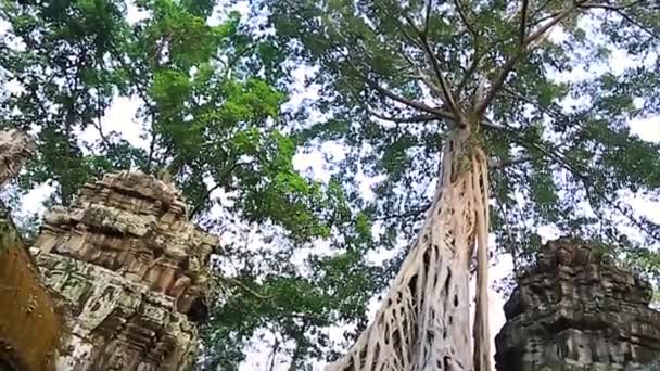 Ta prohm temple — Stock Video