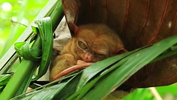 Tarsier - animal único — Vídeo de Stock