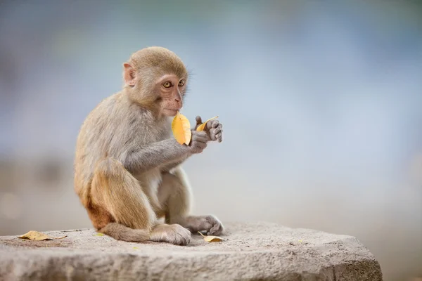 Macaco Fotos de stock libres de derechos