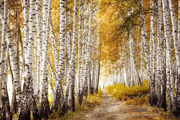 Bosque de abedul Imagen de archivo