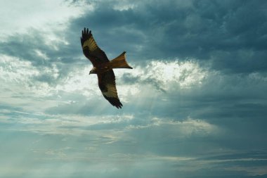 Akşam gökyüzünde uçan vahşi bir kuş