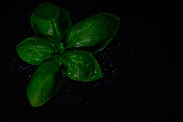 Siyah zemin üzerinde su damlaları olan bassilikum