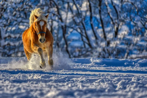 Cavalo Correndo Selvagem Neve Branca — Fotografia de Stock