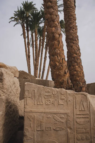 Pálmafák Sivatagban Egy Egyiptomi Mögött Hieroglifákkal — Stock Fotó