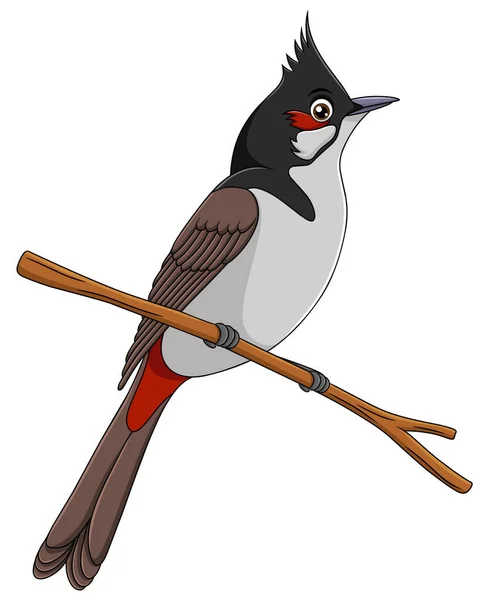 Lindo Rojo Bigoteado Bulbul Pájaro Dibujo Animado Vector Ilustración — Archivo Imágenes Vectoriales