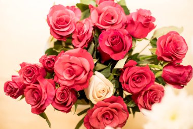 Kırmızı güller ve bir beyaz yakın plan. Arkaplan.