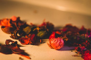 Beyaz arkaplanda kurumuş kırmızı çiçekler