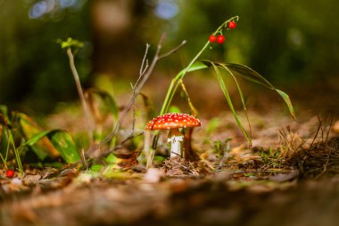Sonbahar orman, Amanita, güzel mantar