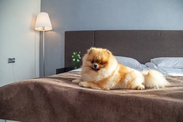 Pomeranian, yatak köpeğinin üzerinde dinleniyor.