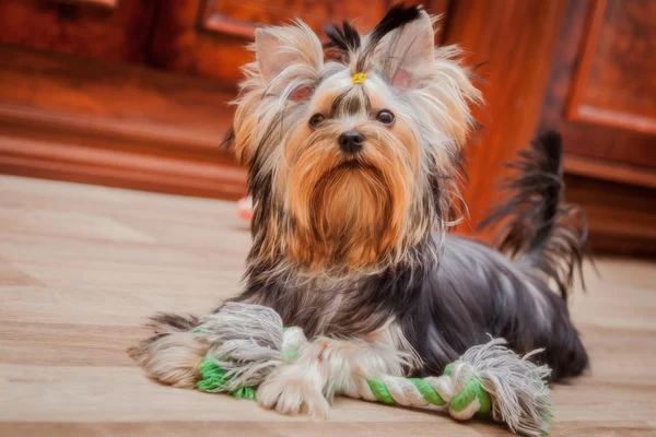 güzel köpek yavrusu Yorkshire korkunç