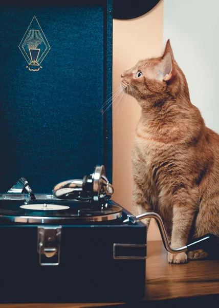 Gato sorprendido sentado cerca de Gramophone — Foto de Stock