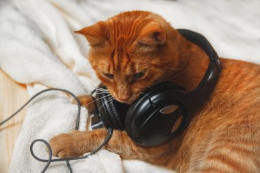 Tatlı zencefil bir battaniye uyku kedi