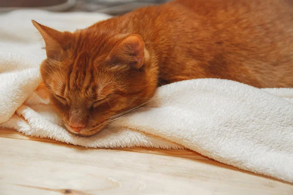 Dulce gato jengibre durmiendo en una manta — Foto de Stock