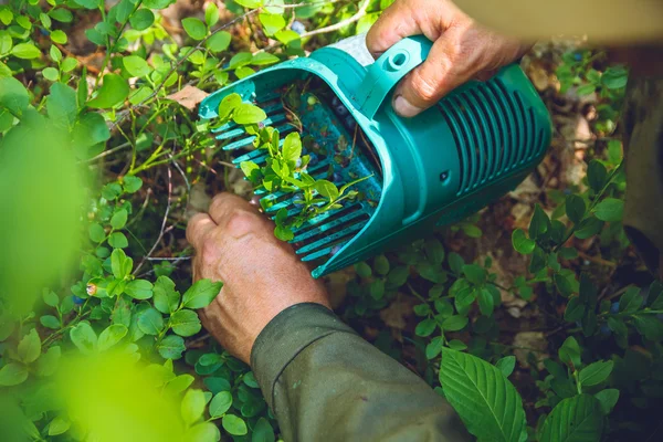 Raccolta di mirtilli nella foresta — Foto Stock