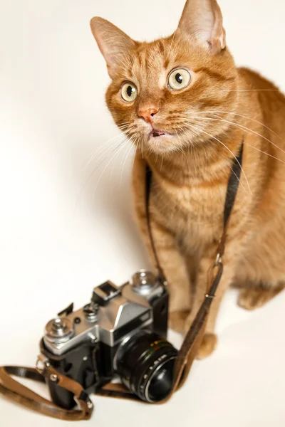 Concepto de fotógrafo Red Cat — Foto de Stock