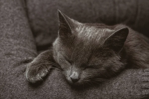 Mujer Con Gato Gris Doméstico Sus Manos — Foto de Stock