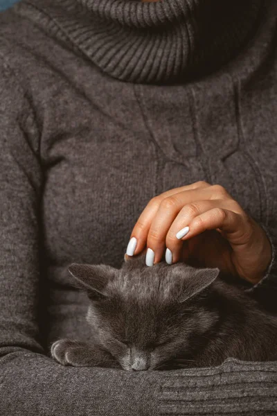 Mujer Con Gato Gris Doméstico Sus Manos — Foto de Stock