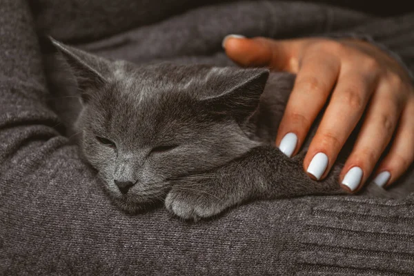 Mujer Con Gato Gris Doméstico Sus Manos — Foto de Stock