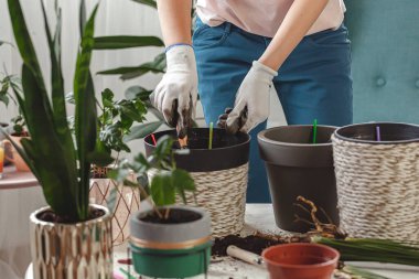 Plant transplant, woman care houseplant and transplanting houseplant into a pot
