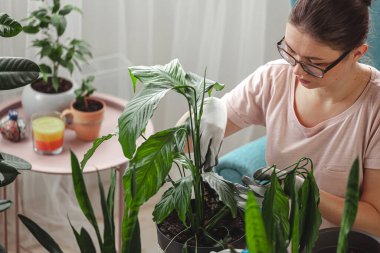 Plant transplant, woman care houseplant and transplant houseplant into a pot