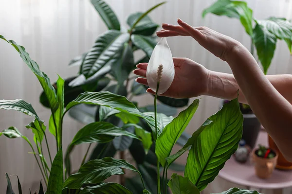 Woman Care Houseplants Holding Spathiphyllum Flower Hands Home — Stock Photo, Image